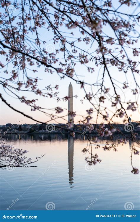 Tidal Basin Sunrise during Peak Bloom Stock Image - Image of angle ...