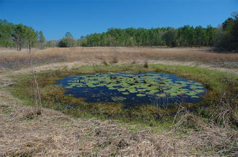 Ephemeral Wetlands – Coastal Plains Institute