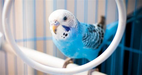 The 13 Best Pet Birds: Parakeets, Cockatiels and More | BeChewy