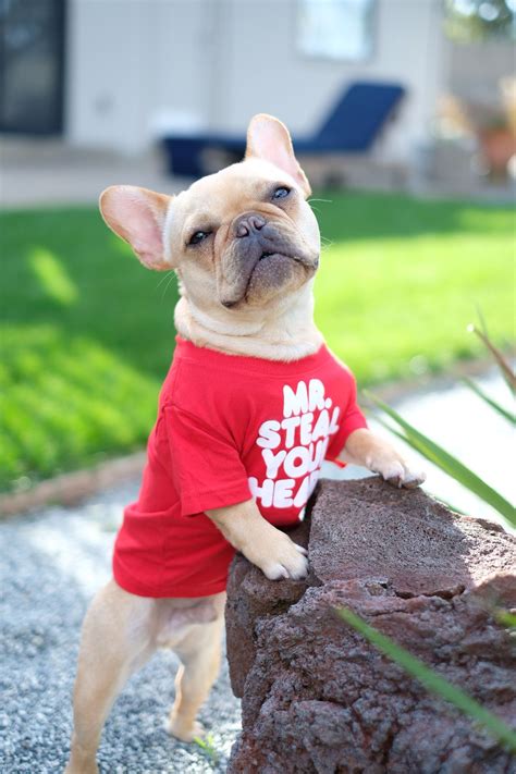 Mr. Steal your Heart, Alfie the French Bulldog | Cute french bulldog, Bulldog puppies, Cute animals