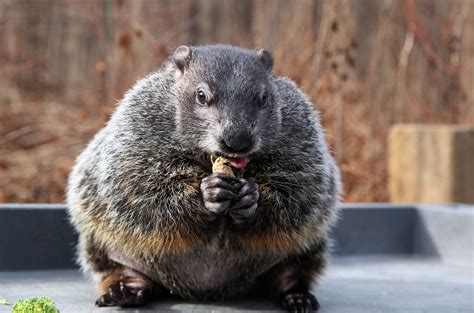 Meet Buckeye Chuck, Ohio's very own weather-predicting groundhog ...