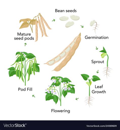 Bean plant growth stages infographic elements vector image on VectorStock | Plant life cycle ...