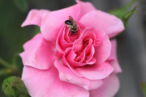 Bee Rose Flower - Free photo on Pixabay - Pixabay