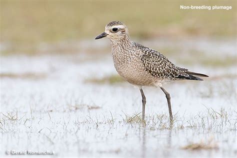 American Golden Plover Migration Map