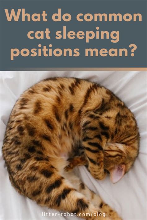 What Do Common Cat Sleeping Positions Mean?