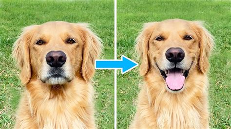 Why Do Golden Retrievers Smile? - YouTube