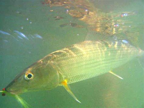 Eastern Pacific Bonefish pictures and species identification