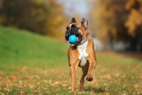 How to Teach Your Dog to Play Fetch | Canna-Pet®