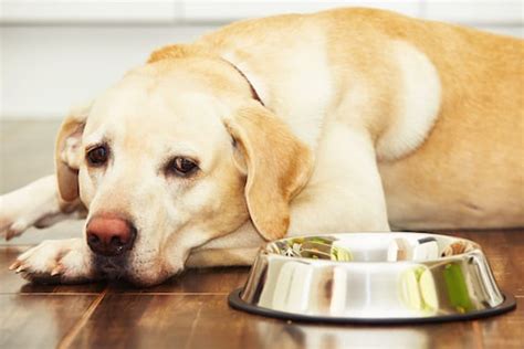 My Dog Won't Eat: Common Causes and Best Solutions