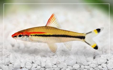 Denison Barb Care Guide: Lifespan, Diet, Tank Size, Tank Mates