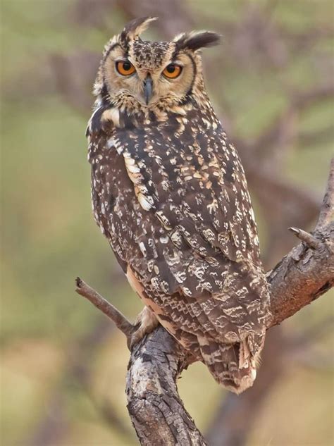 Indian Eagle Owl | Beautiful owl, Owl, Birds of prey