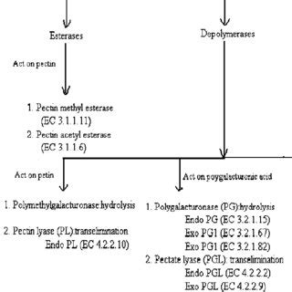 (PDF) Microbial pectinase: Sources, characterization and applications