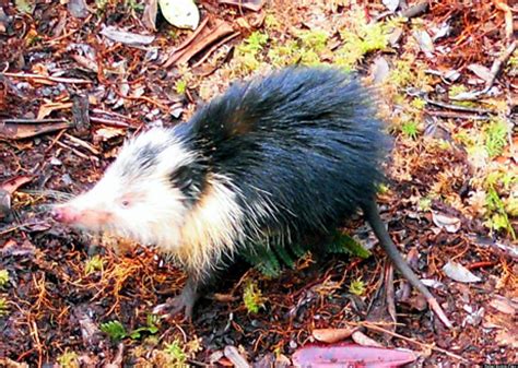 Cuban Solenodon: Venomous Mammal, Presumed Extinct, Rediscovered After ...