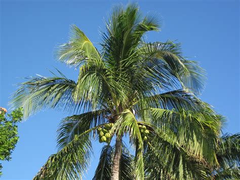 Cocos nucifera (coconut palm trees) (Captiva Island, Flori… | Flickr