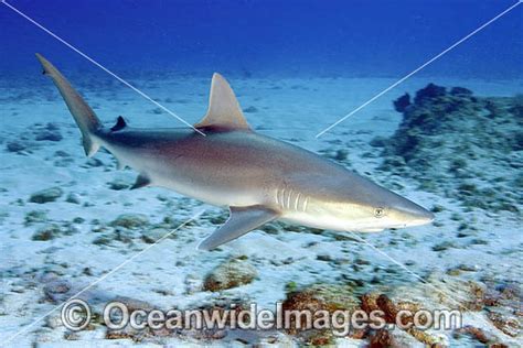 Blacknose Shark Carcharhinus acronotus Photo