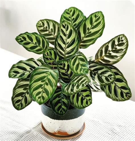 How To Care For Varieties of Calathea - Unlimited Greens