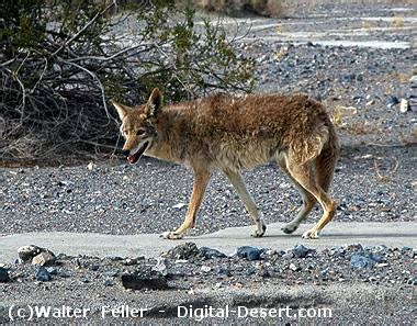 Death Valley Wildlife