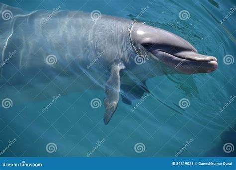 Miami, Florida - USA - January 08, 2016: Flipper Dolphin Stock Image - Image of marine, life ...