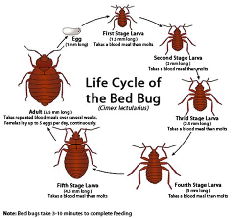 Bed Bug Information and Best Practices | MOBIUS Consortium - Linking ...