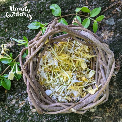 Foraging Japanese Honeysuckle - Unruly Gardening