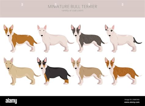 Miniature bull terrier clipart. Different poses, coat colors set ...