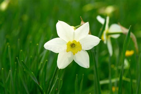 White Narcissus In A Garden Stock Images - Image: 13041604