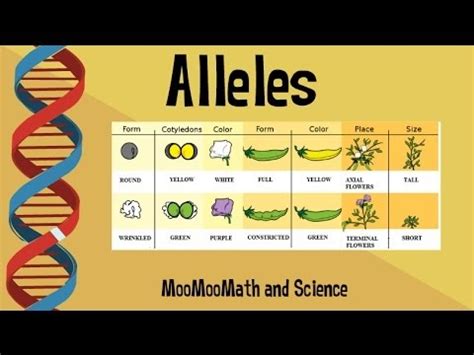 Alleles-Examples-Basic Genetics | MooMooMath and Science