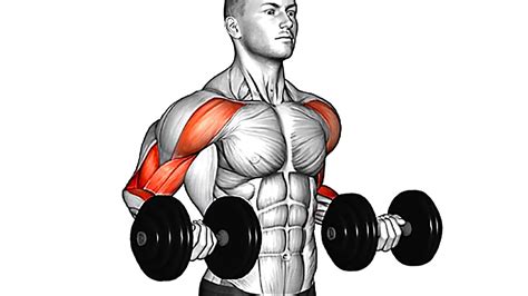 Best Bicep Exercises You Should Be Doing (Dumbbell Only) – WeightBlink