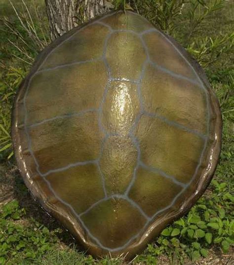 Buy Green Turtle Shell Replica 32 Inch - Sea Life Wall Decorations