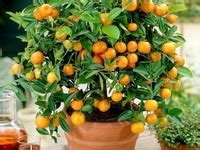 9 Calamondin recipes ideas | recipes, food, tropical fruit recipes