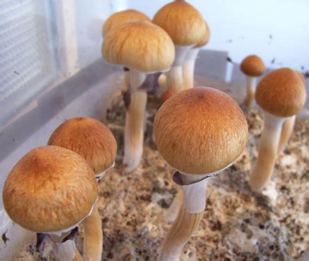 Psilocybe cubensis | Mycology Wiki | FANDOM powered by Wikia