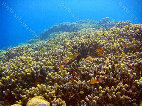 Finger Coral Reef