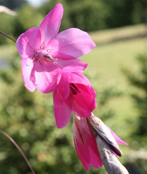 Edelweiss Perennials. Dierama Hybr. Large Deep Pink (Seedlings)