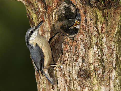 Nuthatch Bird Facts (Sitta europaea) | Bird Fact