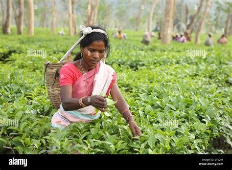 Assam tea garden hi-res stock photography and images - Alamy