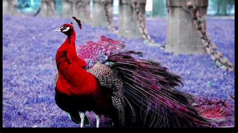 Top 15 most beautiful peacock in the world - YouTube