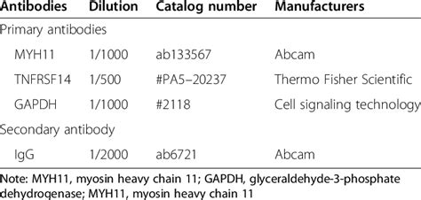 Antibodies used for western blot | Download Scientific Diagram