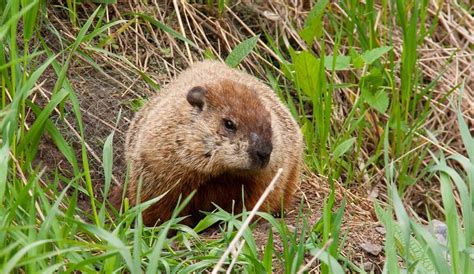 What Do Groundhogs Eat: [Winter, Spring, Summer, Fall]