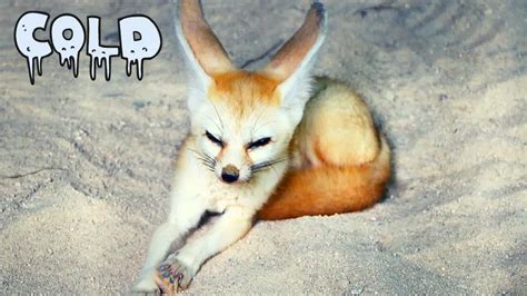 Housing and Care Requirements for Fennec Foxes – All Small Pets