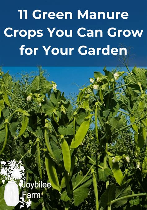 11 Green Manure Crops You Can Grow for Your Garden