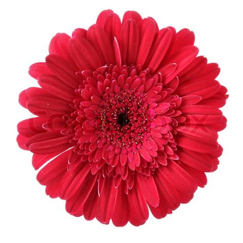 Red daisy flower isolated over white background | Stock Photo | Colourbox