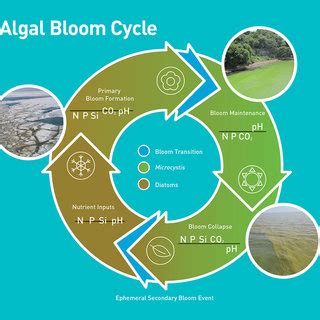 (PDF) The Complicated and Confusing Ecology of Microcystis Blooms