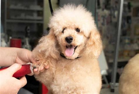 How to Groom a Poodle Mix? - PatchPuppy.com