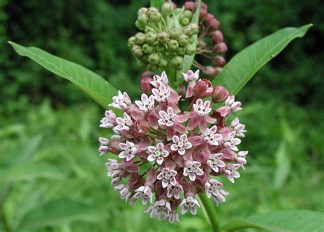 Did you know there are 12 native milkweeds for monarch butterflies? See ...