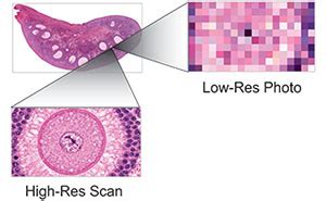 Histology Guide - virtual microscopy laboratory