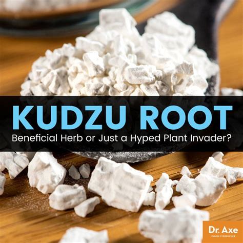 What Is Kudzu Root? Health Benefits, Side Effects and Risks - Dr. Axe ...