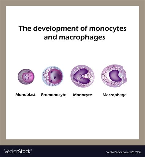 The development of monocytes and macrophages Vector Image