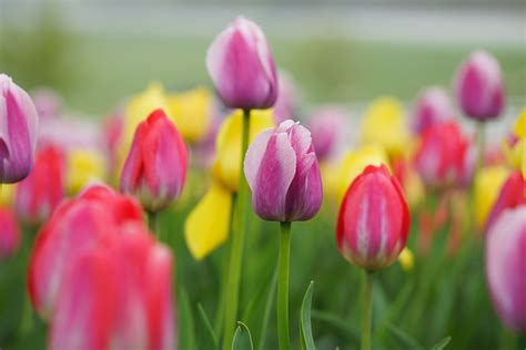 Spring flowers in bloom, Maine | Blooming flowers, Spring flowers, Maine photography