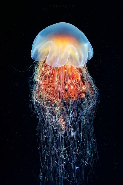 The Lion's mane jellyfish (cyanea capillata) has been observed to grow to a length of 120 feet ...