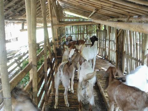 Cara Budidaya Kambing Jawa Yang Mudah Dan Efektif